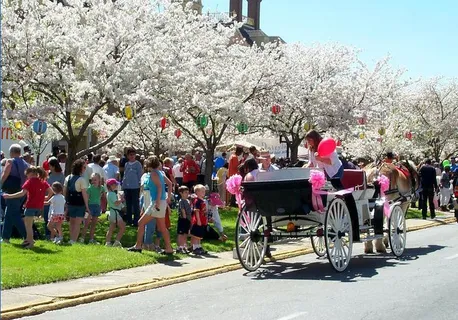 Cherry Blossom Festival