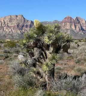 Red Rock Canyon National Conservation Area