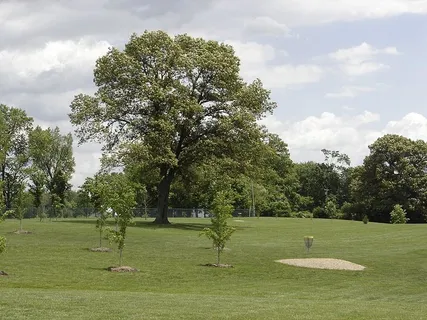 Lover's Lane Park's disc golf course.  Bowling Green has 8 disc golf courses.