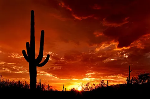 Sunset in Saguaro National Park