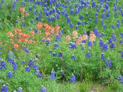 Bluebonnets and Castilleja in bloom