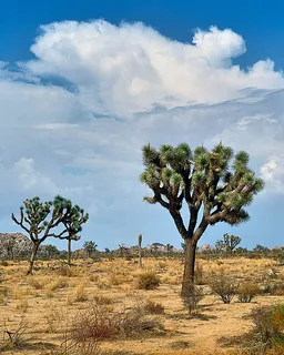 Joshua Tree National Park is less than 30 minutes from Indio