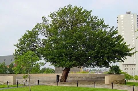 The Survivor Tree