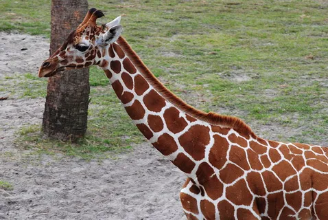 Jacksonville Zoo and Gardens