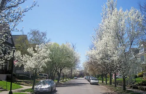 Buffalo in Bloom